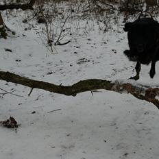 Blanding af racer Sasha