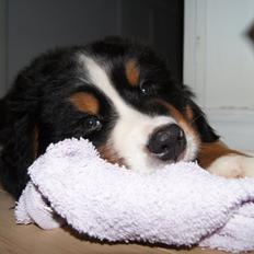 Berner sennenhund Amy