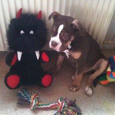 Olde english bulldogge Gizmo