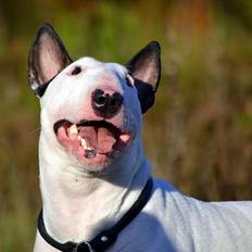 Bullterrier Chilli