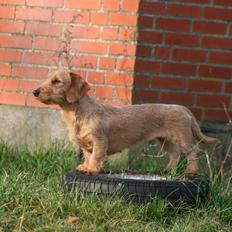 Gravhund Sønderskoven's K-Cocio