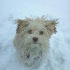 Bichon havanais Molly