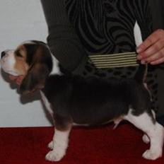 Beagle Ludwig / Fairytosh Talisker