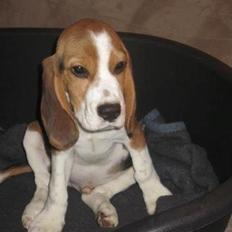 Beagle Ludwig / Fairytosh Talisker