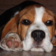 Beagle Ludwig / Fairytosh Talisker