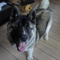 American Akita Senseo Talk that Talk *Lincoln*