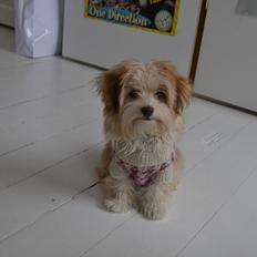 Bichon havanais Molly