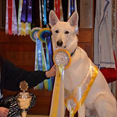 Hvid Schweizisk Hyrdehund Canto *R.I.P. Februar 2013 ;(*