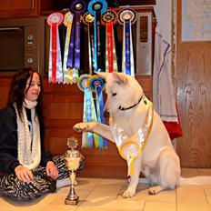 Hvid Schweizisk Hyrdehund Canto *R.I.P. Februar 2013 ;(*