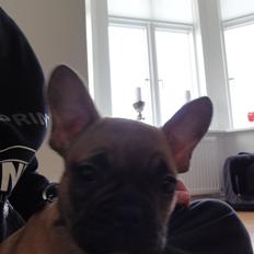 Fransk bulldog Sikki