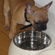 Fransk bulldog Sikki