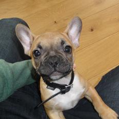 Fransk bulldog Sikki