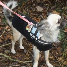 Chihuahua Kehla - UnikChihuahuas Coco