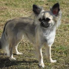 Chihuahua Kehla - UnikChihuahuas Coco