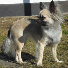 Chihuahua Kehla - UnikChihuahuas Coco