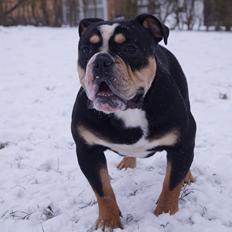 Olde english bulldogge Bulltok´s Baron fra Østergaard