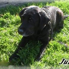 Labrador retriever †.R.I.P June.† 31-01-2014
