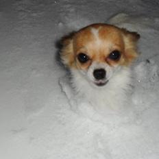 Chihuahua Lerches Emma