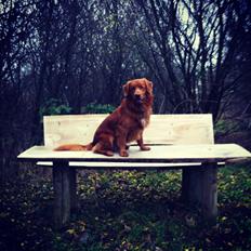 Nova scotia duck tolling retriever Bastian