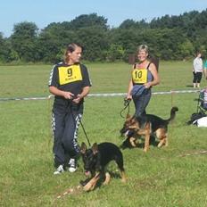 Schæferhund Allibina´s Imma (solgt)