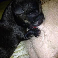 Blanding af racer Luna