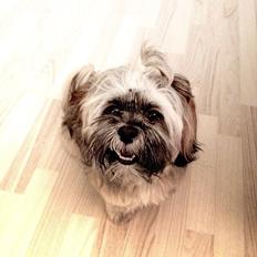 Lhasa apso Diva