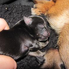 Blanding af racer Luna