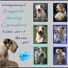 Sealyham terrier » Oskar « †