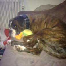 Boxer Skovhøjs Dino