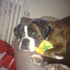 Boxer Skovhøjs Dino