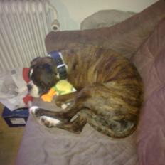 Boxer Skovhøjs Dino