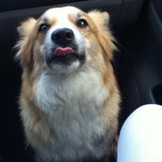 Islandsk fårehund Aisa