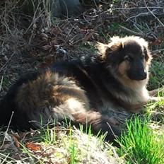 Blanding af racer Valter