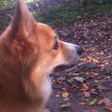 Islandsk fårehund Aisa