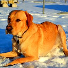 Labrador retriever Gustav