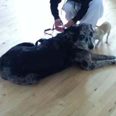 Blanding af racer Plet