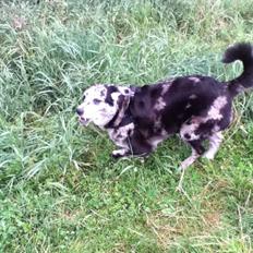 Blanding af racer Plet