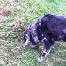 Blanding af racer Plet