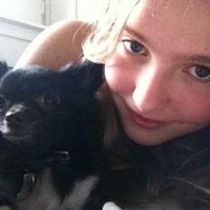 Chihuahua Livi (himmelhund)