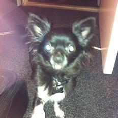 Chihuahua Livi (himmelhund)