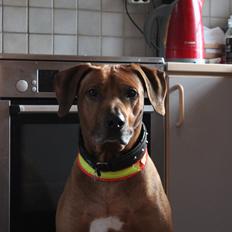 Rhodesian ridgeback Zulu