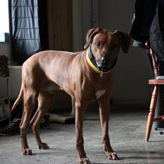 Rhodesian ridgeback Zulu