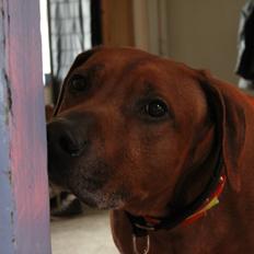 Rhodesian ridgeback Zulu