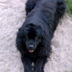 Newfoundlænder Emmely