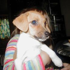 Dansk svensk gaardhund Tasja