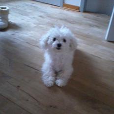 Bichon à poil frisé Smilla (Himmelhund)