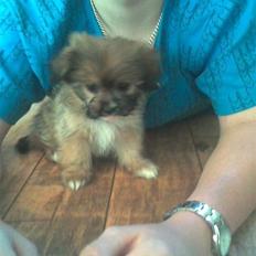 Blanding af racer Sammy