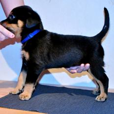 Beauceron Blackbossy`s Apachetåre ( Aslan)