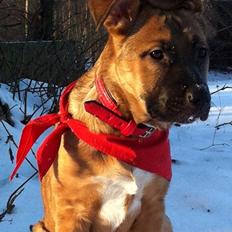 Blanding af racer Angel .