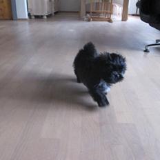 Shih tzu Hr. Vimse
